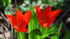 Tulipa praestans (2).jpg